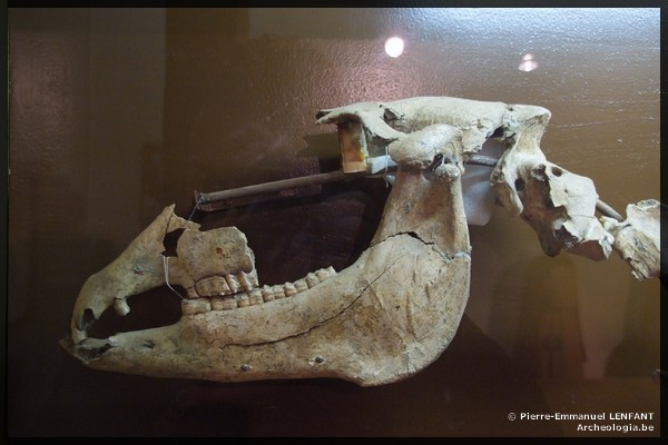 L&rsquo;ann&eacute;e 2011 marque le 1500&egrave;me anniversaire de la mort de Clovis, roi des Francs. La Cit&eacute; des Cinq Clochers ne pouvait demeurer en marge de cet &eacute;v&egrave;nement. A cette occasion, le Mus&eacute;e d'Arch&eacute;ologie organise une exposition consacr&eacute;e &agrave; Child&eacute;ric, roi des Francs et p&egrave;re de Clovis, mort en 481.