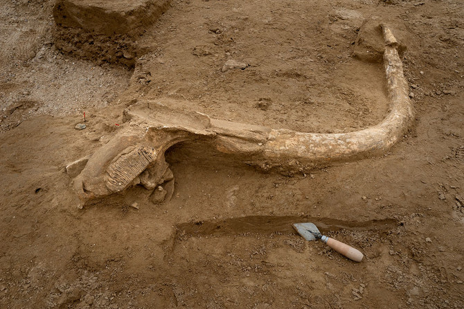 Vue du fragment de crâne du mammouth