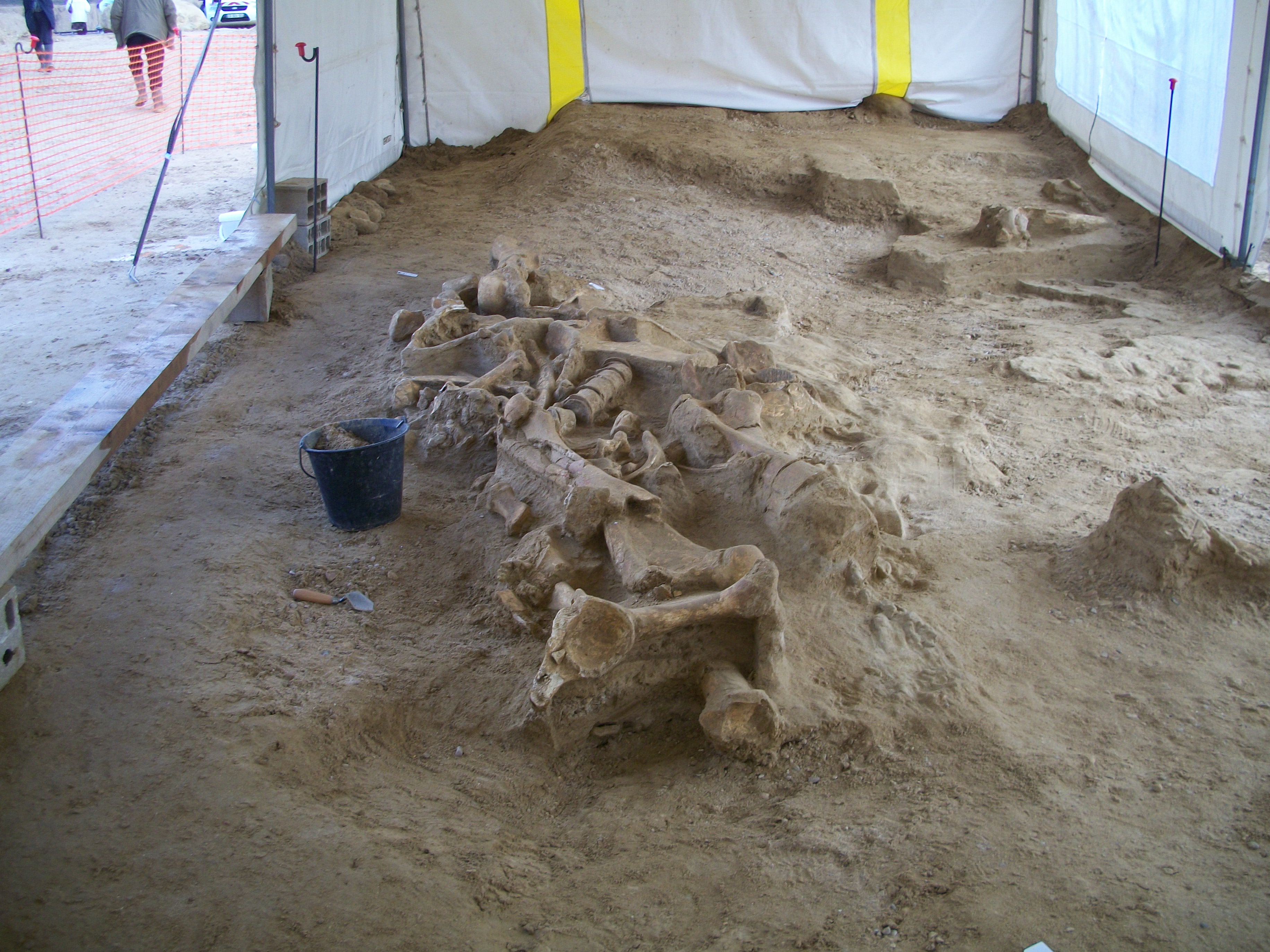 Photo des ossements du Mammouth découvert en Seine-et-Marne par Pascal DEPAEPE (INRAP)